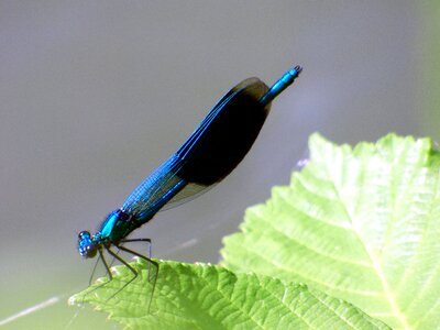 Nature wings green