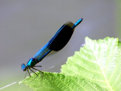 Nature wings green photo