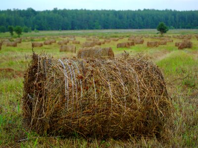 Haymaking field village