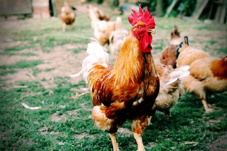 Cock hen domestic animal