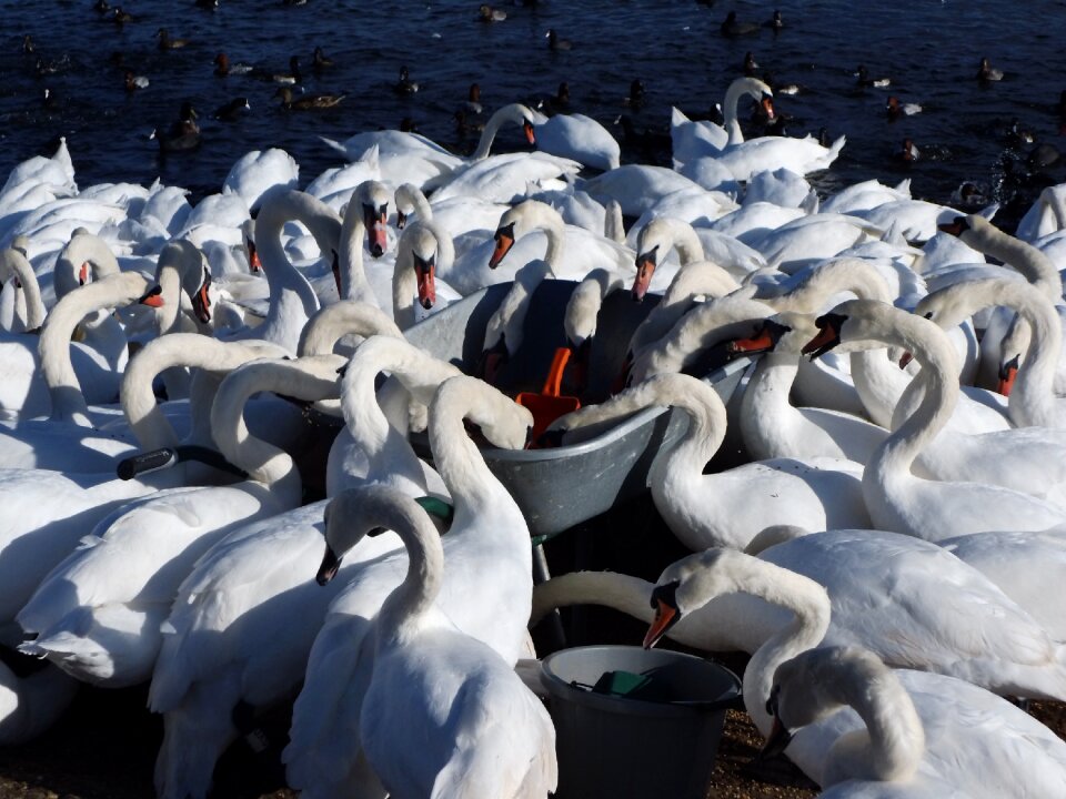 Abbottsbury swanery south gland