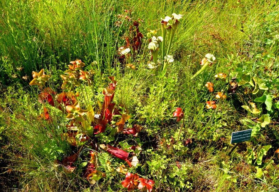 Sarracenia purpurea - Coastal Maine Botanical Gardens - DSC03290