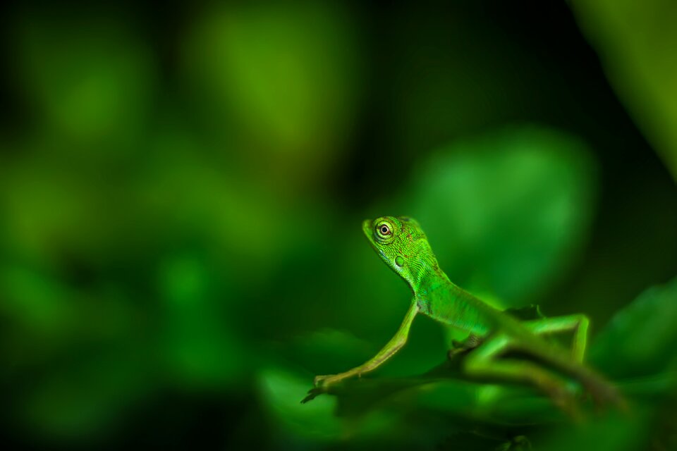 Lizard macro macro photo