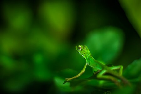 Lizard macro macro photo