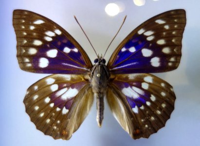 Sasakia charonda - National Museum of Nature and Science, Tokyo - DSC06786