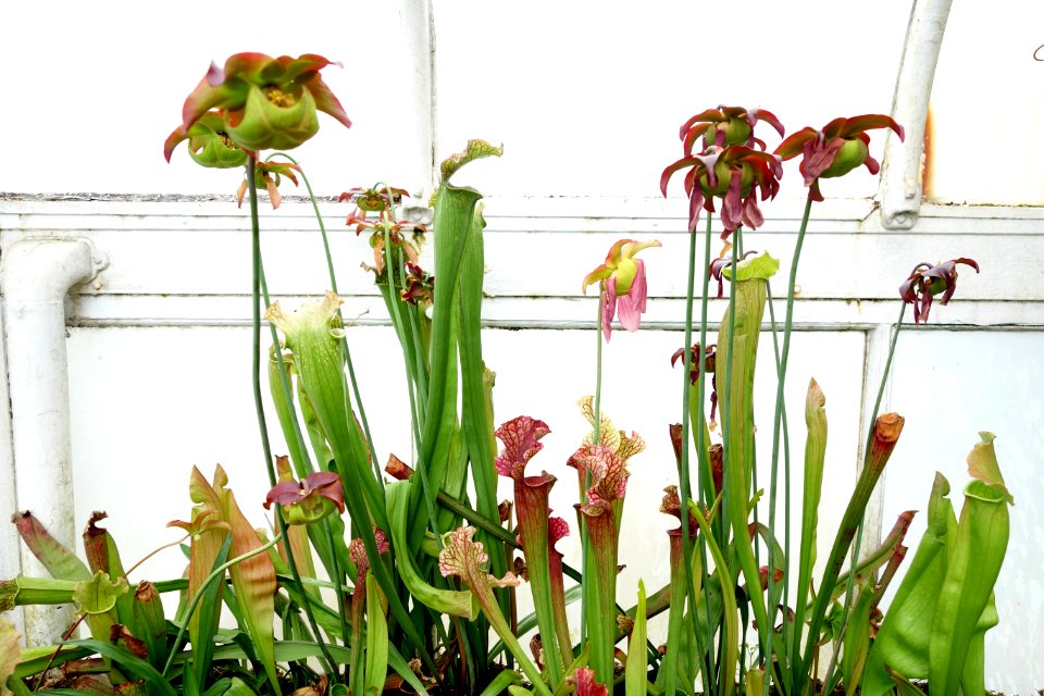 Sarracenia sp. - Longwood Gardens - DSC01152
