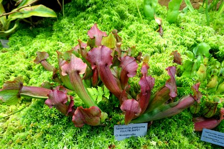 Sarracenia purpurea - Bergianska trädgården - Stockholm, Sweden - DSC00483