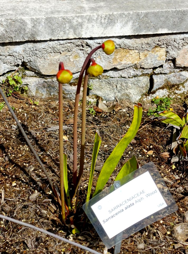 Sarracenia alata - Orto botanico - Rome, Italy - DSC09967