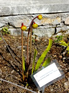 Sarracenia alata - Orto botanico - Rome, Italy - DSC09967