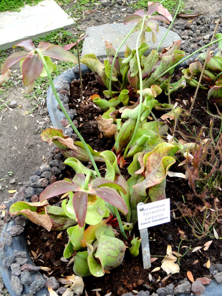Sarracenia purpurea - Botanischer Garten Freiburg - DSC06351