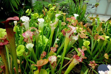 Sarracenia leucophylla - Conservatory of Flowers - San Francisco, CA - DSC03172