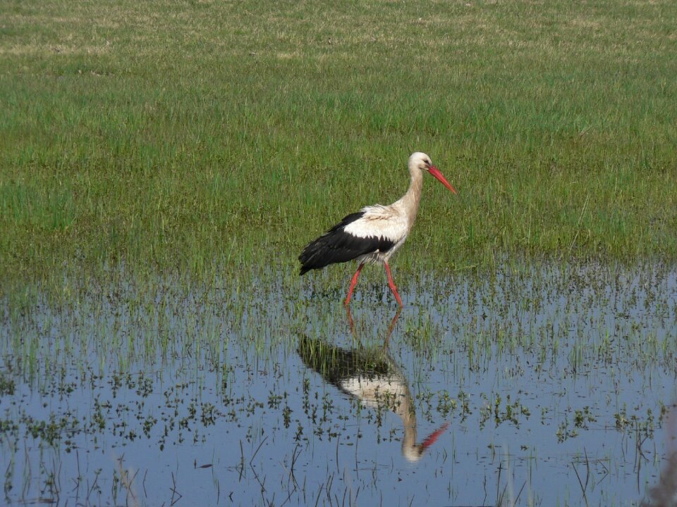 Stork wetland reflection