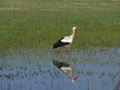 Stork wetland reflection