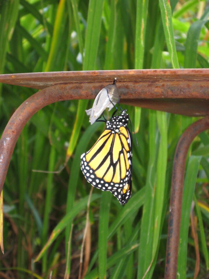 Summer pupae monarch