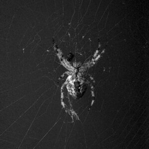 Web nature arachnid photo