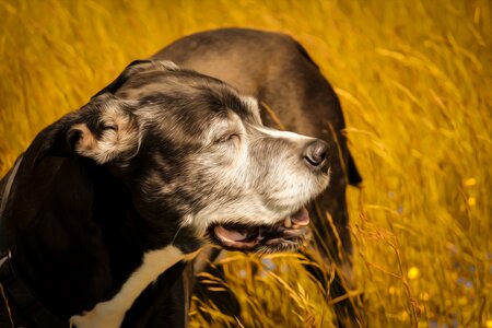 Pet funny relax
