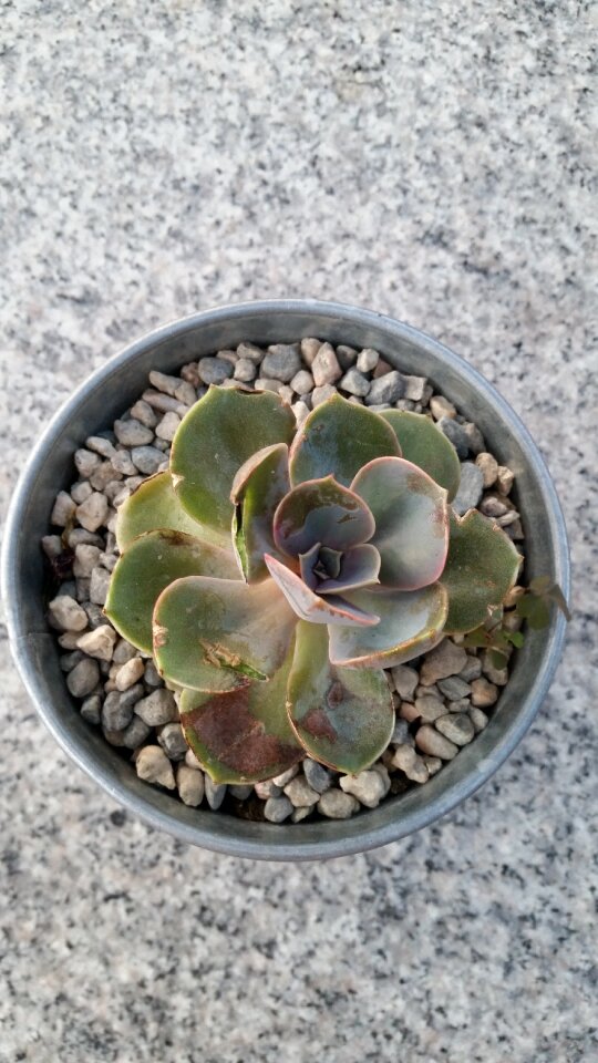 Succulent plant outdoor eatery