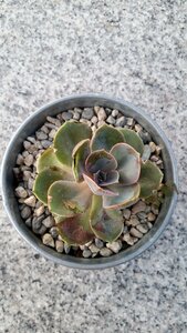 Succulent plant outdoor eatery