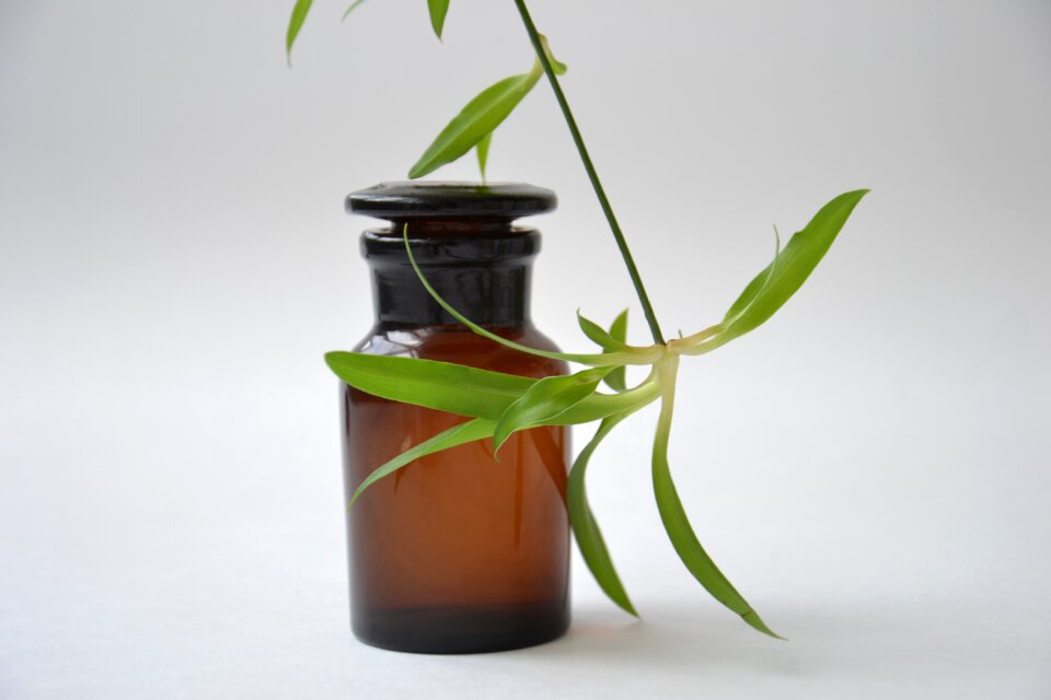 Chemist glassware dark glass plant