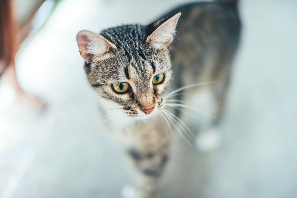 Pet housecat darling