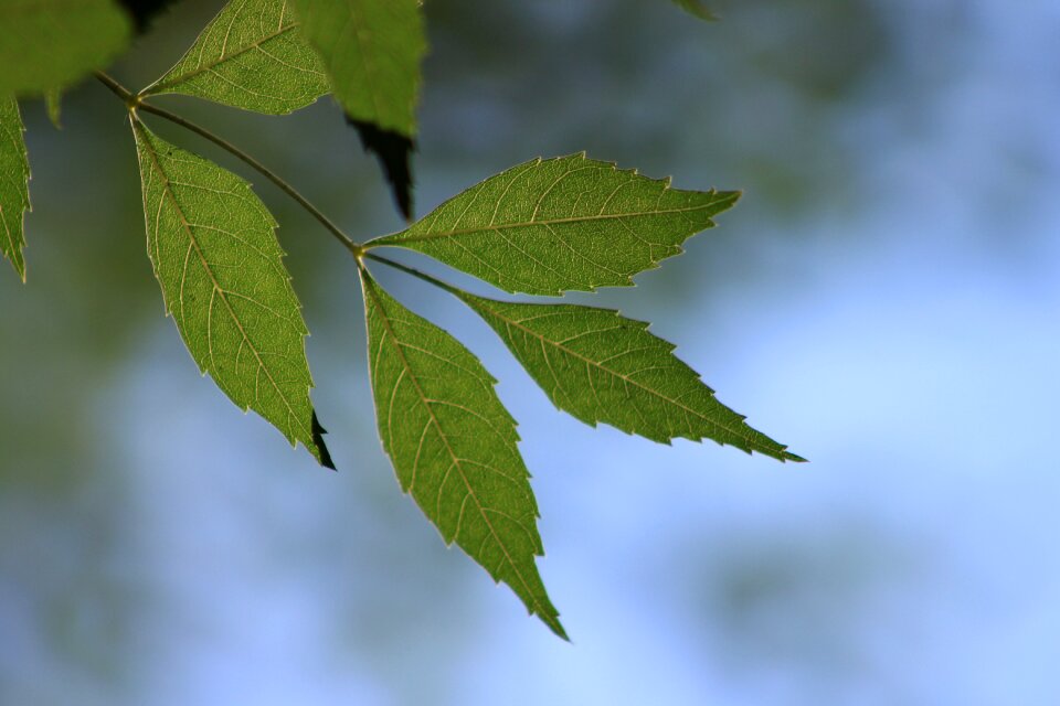 Reverse light tree nature