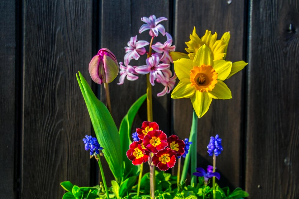 Nature wooden wall spring