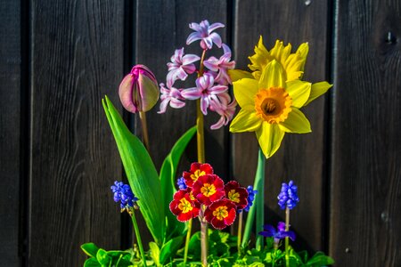 Nature wooden wall spring