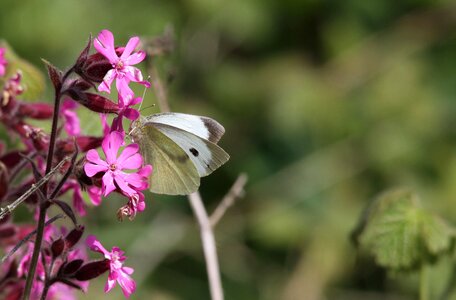 Pink colorful insect photo