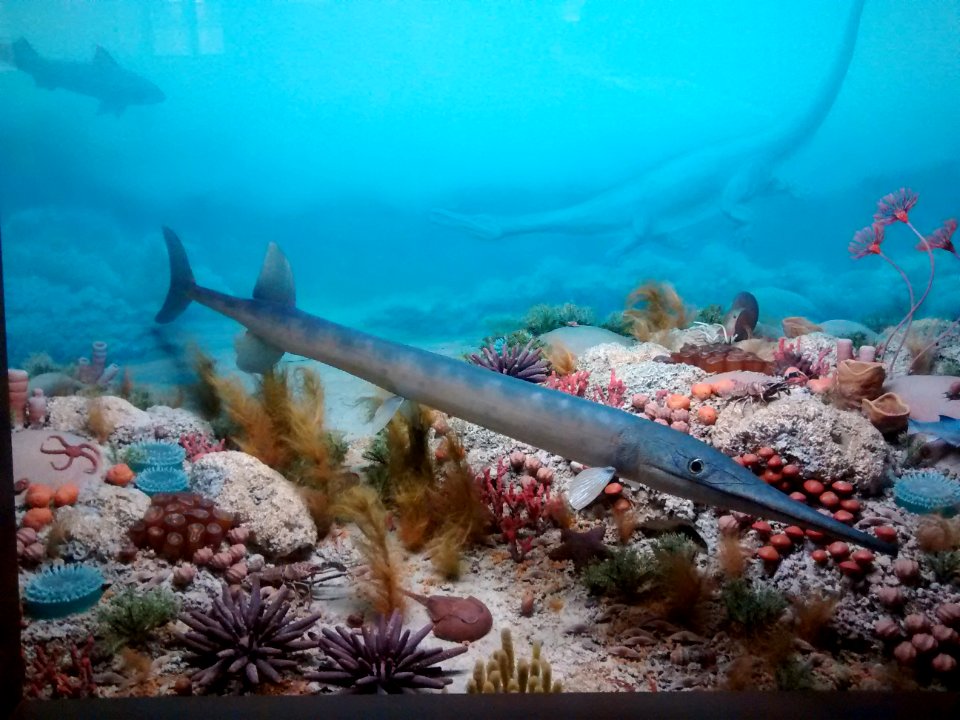 Saurichthys (Mensch & Natur-Museum, München)