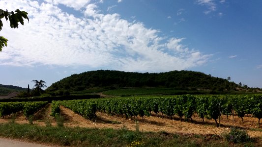 Sauveplantade - vignes
