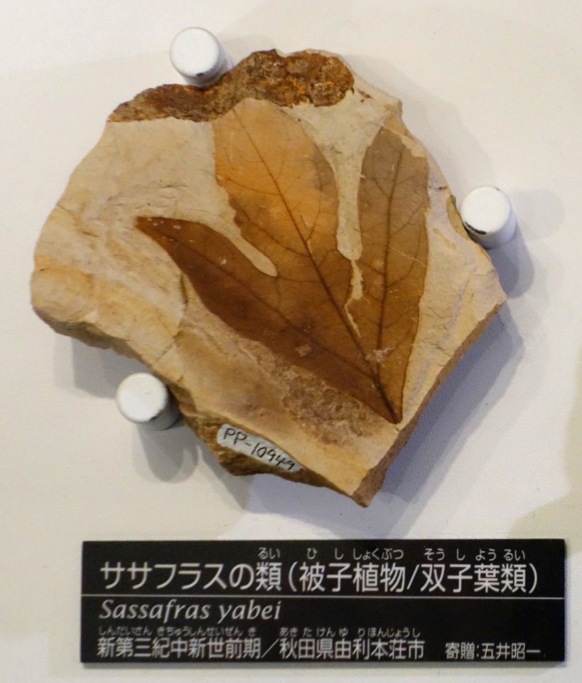 Sassafras yabei - National Museum of Nature and Science, Tokyo - DSC06937