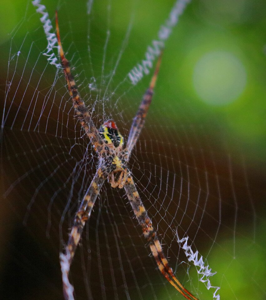 Spider wave wildlife
