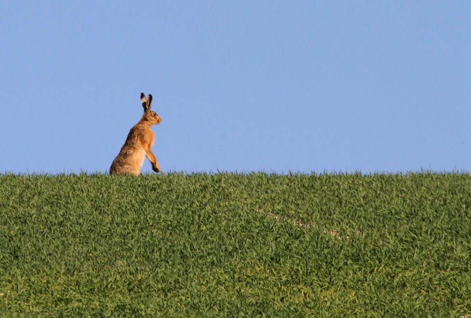 Animal wildlife mammal
