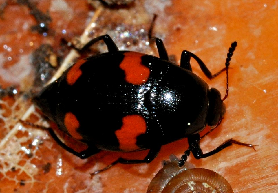 Scaphidium-quadrimaculatum-01-fws