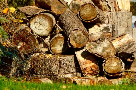Firewood logs stacked photo