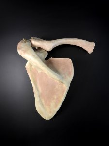 Scapula, clavicula - posterior (model)