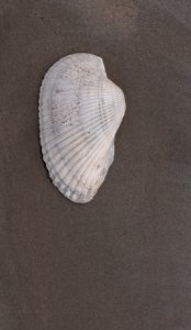 Scapharca crassissima of Isla Margarita