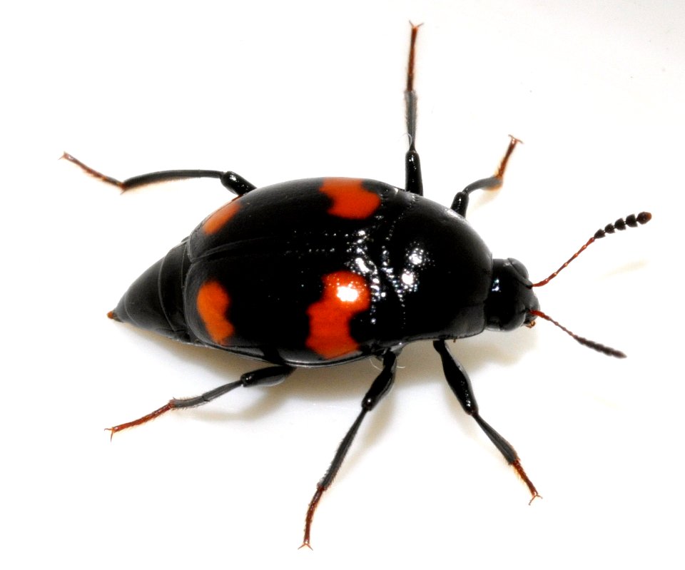 Scaphidium-quadrimaculatum-17-fws