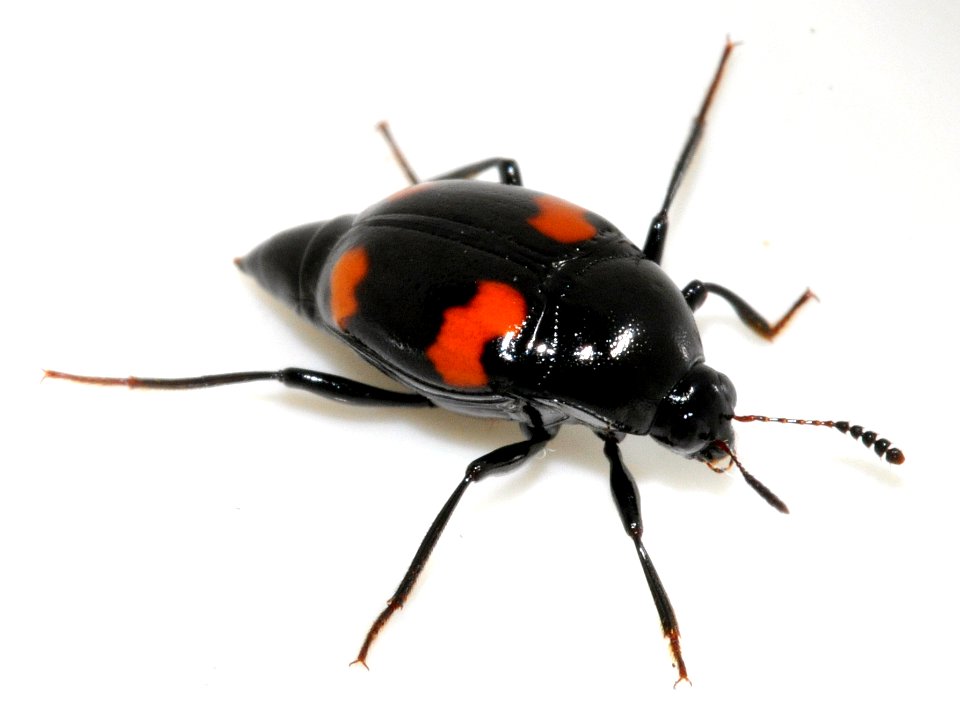 Scaphidium-quadrimaculatum-14-fws
