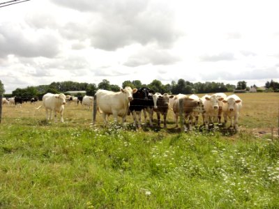 Saussay (Seine-Mar.) paysage avec vaches (01)