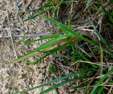 Sauterelle dans l'herbe photo