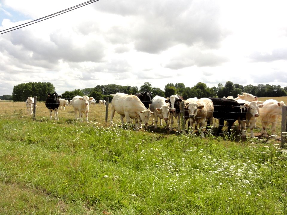 Saussay (Seine-Mar.) paysage avec vaches (02)