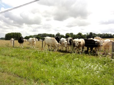 Saussay (Seine-Mar.) paysage avec vaches (02)