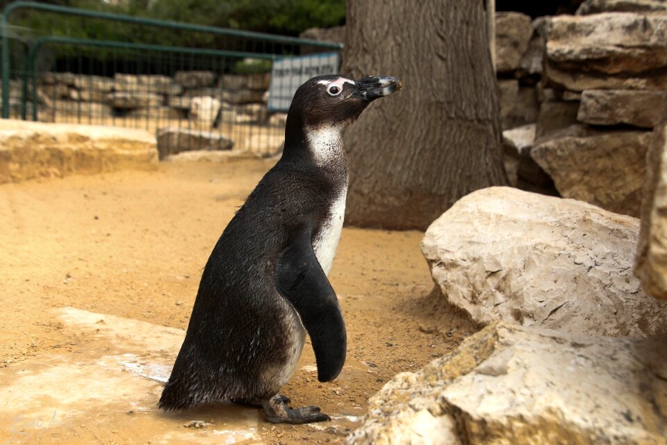 Zoo wild nature