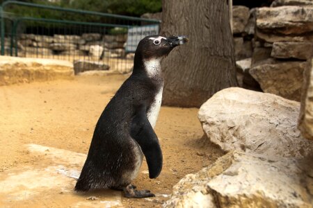 Zoo wild nature