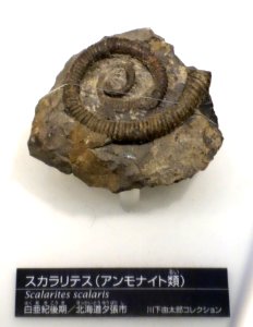 Scalarites scalaris - National Museum of Nature and Science, Tokyo - DSC06980