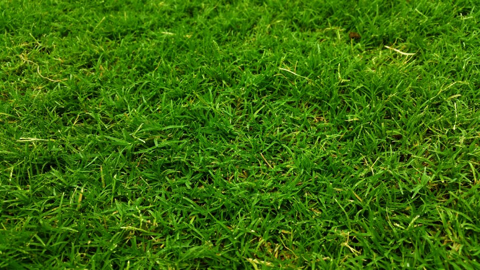 Grass field grass land grassland photo