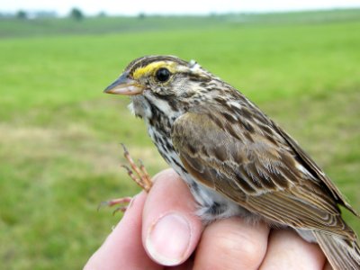 Savannah Sparrow side view