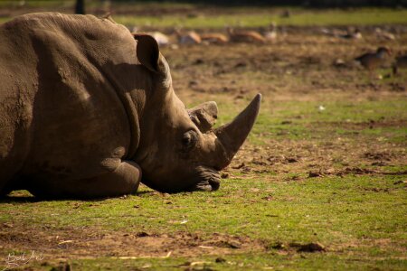 Animal rhino wildlife