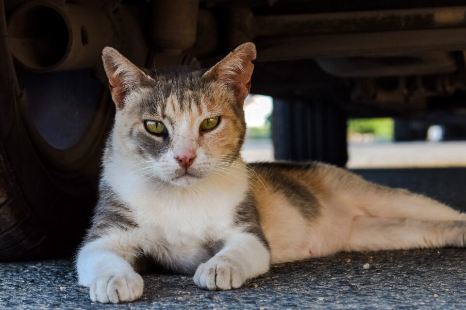 Cute homeless street